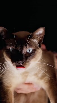 Vertical video. Siamese Cat Licks Its Nose While Being Held Against a Black Background, Showing Pet Care
