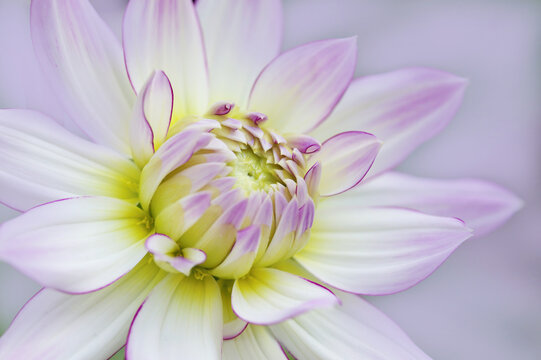 Pink and white dahlia