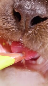 Vertical video. Domestic Cat Licks a Pink Meat Treat, Extreme Close Up Shows Whiskers Teeth and a Human Hand During Pet Care