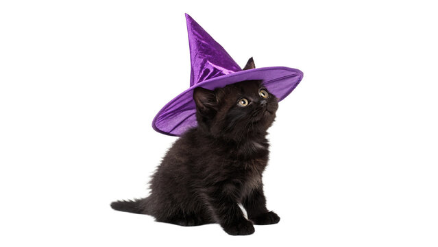 Cute small black kitten wearing purple witch hat isolated on transparent background.