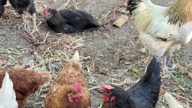 Vertical composition focusing on a beautiful rooster guarding its flock of hens during an active daytime feeding routine on a sustainable homestead.