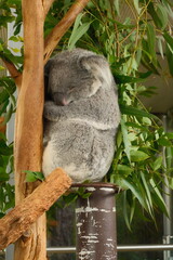 Sleeping koala resting on a tree branch among eucalyptus leaves © Sergey_K