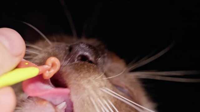 Siamese Rat Eats Soft Food From Yellow Applicator Held by Light Skinned Human Fingers, Isolated on Black Background Showing Animal Care