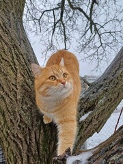 cat on tree © Юлия Фомина