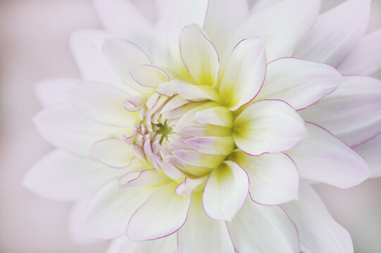 White dahlia with pink edges