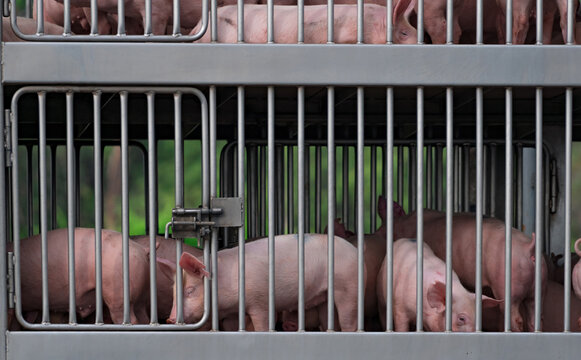 Live pigs confined in metal transport cages during livestock transportation, commercial pig farming and meat industry supply chain. Animal handling, agriculture and food production. Swine farming.