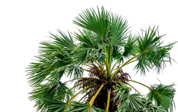 Asian palmyra palm tree with large green fan shaped leaves. Agricultural plant growth and natural botanical structure. Tropical agriculture, botanical diversity and resilient natural vegetation.
