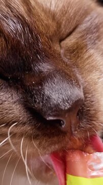 Vertical video. Siamese Cat Licks Creamy Food From a Sachet Against a Black Background, Close View Highlights Pet Feeding and Care