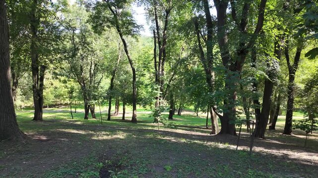 A gentle shady slope with grass, young growth, and sprawling deciduous trees deep inside the park on a clear sunny day.