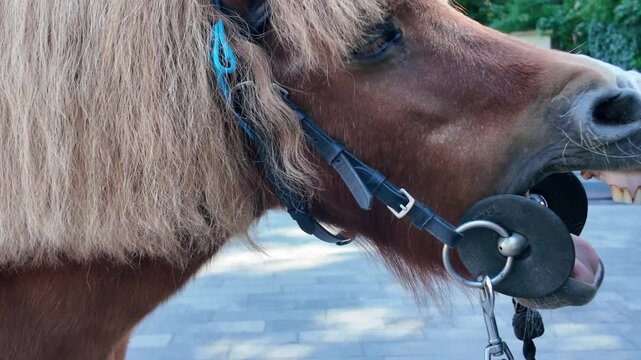 A close-up of a pony's head with a lush light mane and a snaffle bridle, showing its teeth, against paved ground and park greenery in daylight.