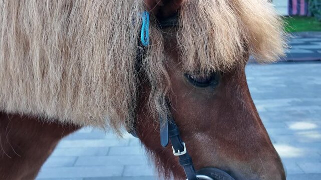 A close-up of a pony's head with a thick, fluffy light mane covering its forehead and ear, against a paved ground in daylight.