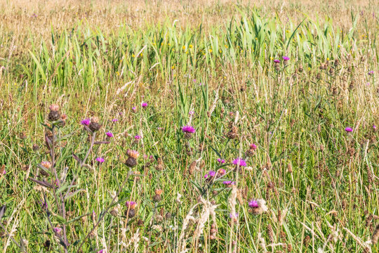 Wild knapweed purple flowers among green grass and summer field vegetation