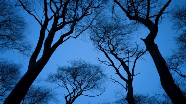 Silhouettes of bare trees against a deep blue evening sky, low angle view