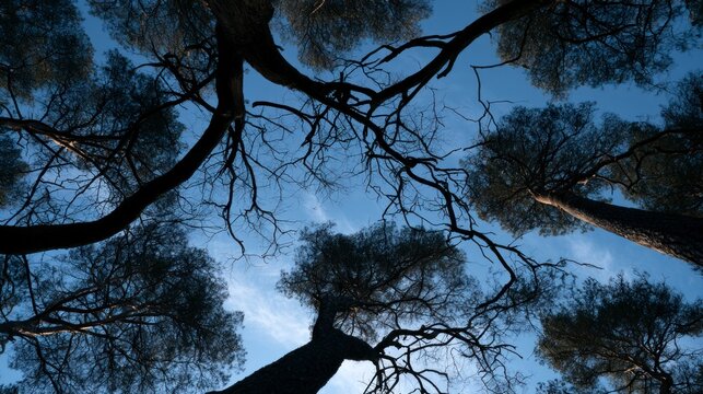 Low angle view looking up into the canopy of tall pine trees against a blue sky
