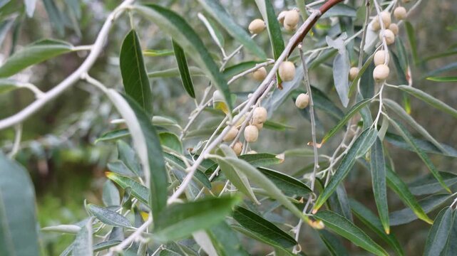 Static close-up shot of pale Russian olive fruits growing among narrow silvery green leaves on a branch in a Berlin garden.