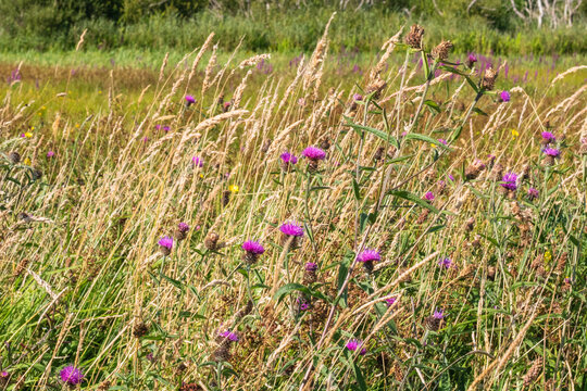 Wild purple thistle flowers growing among dry golden grass in a summer field during sunny day