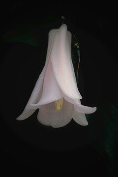 Chilean bellflower (Lapageria rosea) blooming against a dark background
