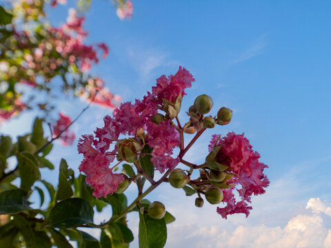 Close-up of crape myrtle flower (Lagerstroemia indica)