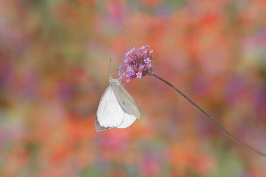 White butterfly on purple verbena flowers