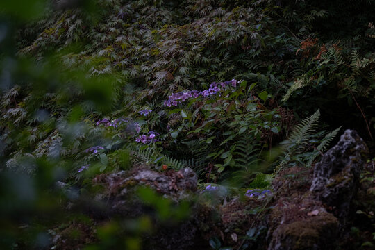 Lush Shaded Garden with Purple Flowers, Ferns and Layered Foliage