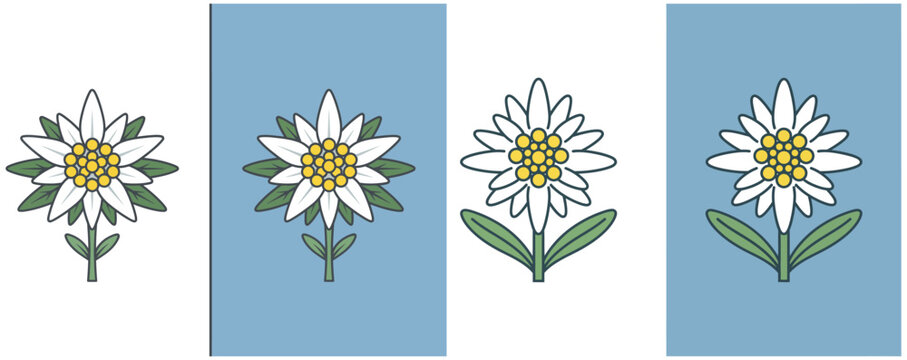 Edelweiss flowers display a vector illustration with alternating white and blue backgrounds blooms botanical alpine
