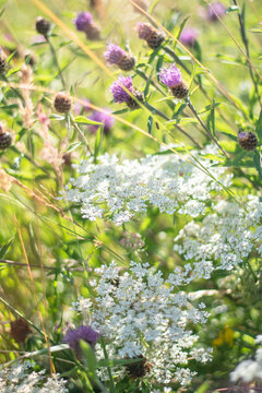 Wild white yarrow Daucus carota and purple thistle knapweed blooming in a sunny green meadow during summer day