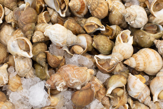 Un assortiment de coquillages dans une poissonnerie