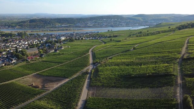 Rheingau, Green Vineyards and R&uuml;desheim am Rhein in Summer in Germany