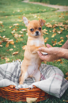 Chihuahua puppy sitting in wicker basket on green lawn with fallen autumn leaves while human hands gently hold its paws, expressing care, companionship, pet ownership, adoption, outdoor lifestyle
