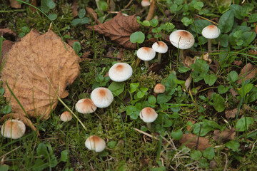 mushrooms in the forest © Hans Steen-Kiel