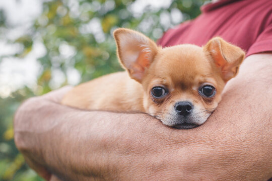 Chihuahua puppy resting in human arms outdoors, gazing at camera with large dark eyes and tan fur, expressing trust, affection, companionship, pet care and emotional bond between animal and owner