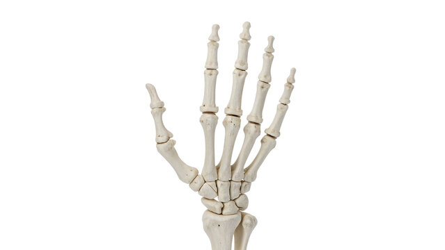 Anatomical model of a human skeleton hand bones isolated on transparent background.