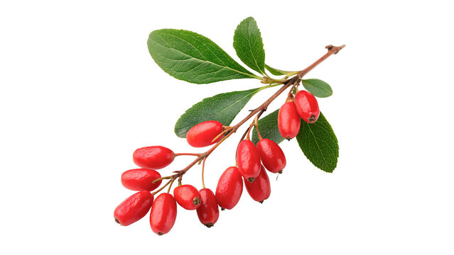 Fresh red barberry berries branch with green leaves isolated on transparent background.