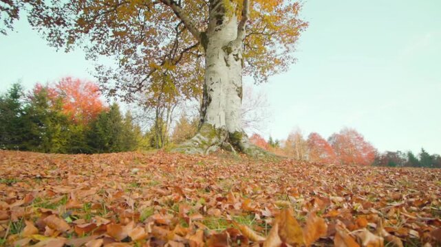 A carpet of fallen dry leaves covers the ground beneath a large tree with golden foliage. A tranquil autumn scene featuring a backdrop of red and orange trees and a clear sky.
