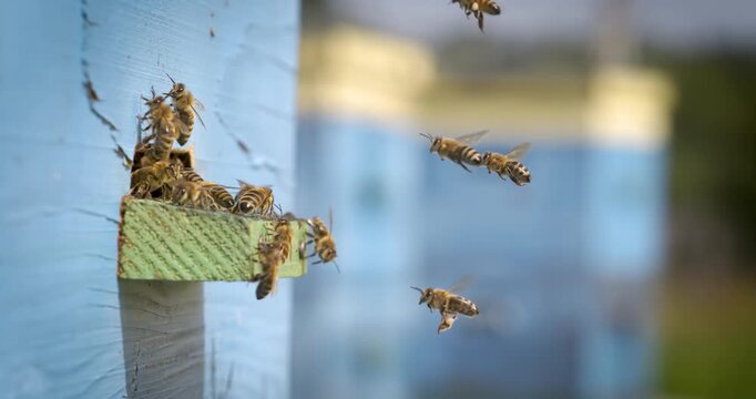 Honey bees flying at blue wooden beehive entrance.