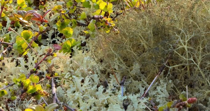 Arctic Tundra lichen moss close-up. Found primarily in areas of Arctic Tundra, alpine tundra, it is extremely cold-hardy. Cladonia rangiferina, also known as reindeer cup lichen.