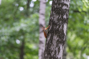 Fototapeta premium Curious red squirrel exploring the bark of a tree in a lush green forest during a sunny afternoon