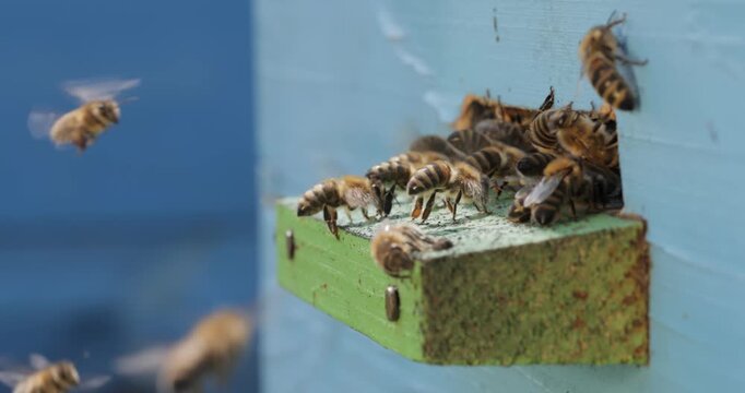 Honey bees fly near a beehive. Bees are best known to humans for their ecological roles as pollinators. Honey bees flying into wooden beehives.