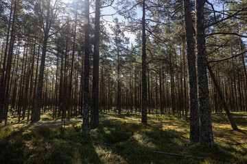 Fototapeta premium estonia summer forest