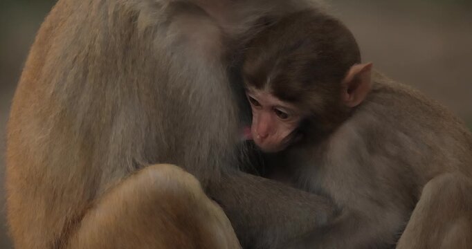 Macaques in nature. Macaques constitute a genus (Macaca) of gregarious monkeys. Macaques are found in a variety of habitats throughout the Asian continent and are highly adaptable.