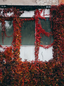 Autumn Vines Frame Weathered Window