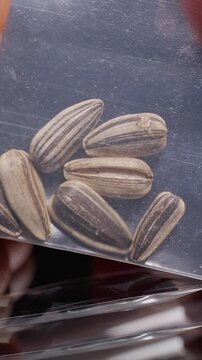 Vertical video. Hand Holds Striped Sunflower Seeds in Clear Plastic Packet Above Reflective Black Surface, Macro View Showing Natural Food and Planting Material