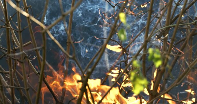 Forest fire in close-up. The branches of shrubs and trees are burning and smoking. Wildfires caused by arson or nature. Shot on super slow motion camera 1000 fps.