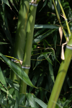 Thick green bamboo stems detail with shadow pattern