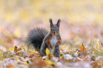 Fototapeta premium Red squirrel (Sciurus vulgaris) with fluffy tail and tufted ears looking at camera in autumn park