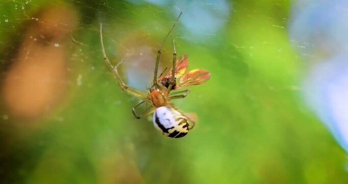 Close-up of spider (Linyphia hortensis) on web eats its prey.