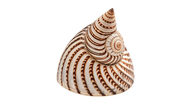 Large spiral natural brown sea shell marine decoration isolated on transparent background.