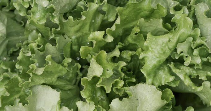 Fresh lettuce in drops of water. Shot on super slow motion camera 1000 fps.