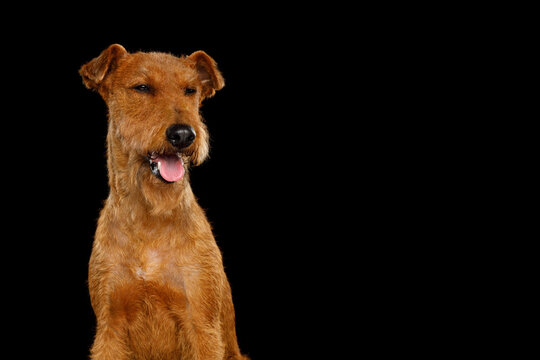 Irish Terrier flashes sly grin with suspicious glance, wiry red coat highlights sturdy build, cheerful mischievous expression fills frame, copy space available, isolated on black background