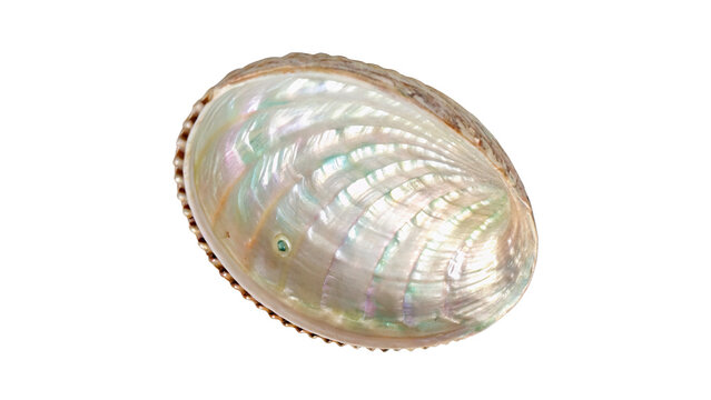 Beautiful round glossy mother of pearl abalone shell isolated on transparent background.